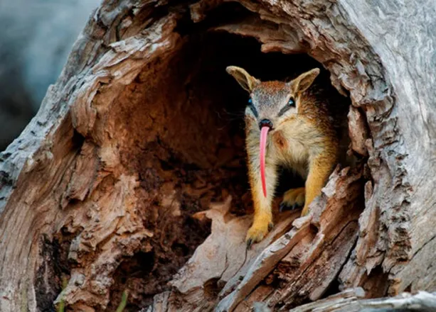 Canonical объявила кодовое имя Ubuntu 24.04 — Noble Numbat (Благородный Намбат)